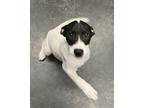 Adopt Smith a Mixed Breed