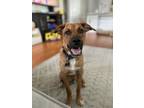 Adopt Logan a Retriever, Mixed Breed