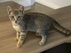 Adopt Halcin a Domestic Short Hair, Tabby