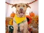 Adopt Archie a Husky, Black Mouth Cur