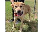 Adopt Rodger a Yellow Labrador Retriever