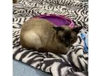 Adopt Moonlight a Siamese