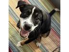 Adopt Wallace- LOVES dogs and snackos! a Mixed Breed