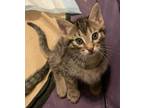 Adopt Bruin a American Shorthair