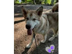 Adopt Loki a Alaskan Malamute