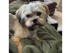 Adopt Rocky a Yorkshire Terrier, Pekingese