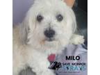 Adopt Milo a Havanese, Mixed Breed