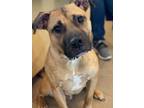 Adopt Gunner a Black Mouth Cur, Mixed Breed