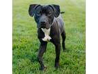 Adopt Sherman a Mastiff