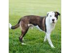 Adopt Tunco a Pit Bull Terrier