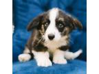Adopt Concord a Cardigan Welsh Corgi