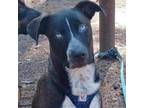 Adopt Barkley a Labrador Retriever, Catahoula Leopard Dog