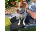 Adopt Capone aka Pony Boy a Jack Russell Terrier