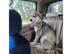 Adopt Bruce a Siberian Husky, Alaskan Malamute