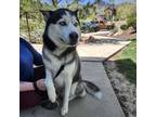Adopt Ky a Siberian Husky