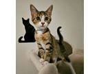 Adopt Tinky Winky a Domestic Short Hair