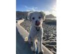 Adopt Gandalf a Poodle