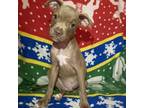Adopt Puffin a Mixed Breed