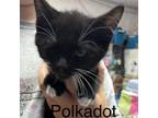 Adopt Polkadot a Domestic Medium Hair