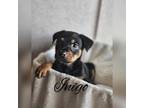 Adopt Inigo a Jack Russell Terrier