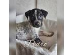 Adopt Pedro a Jack Russell Terrier