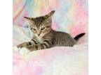 Adopt Maui a Domestic Short Hair