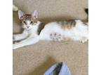 Adopt Timmy a Maine Coon, Domestic Medium Hair