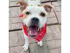 Adopt Benny a American Staffordshire Terrier, Mixed Breed