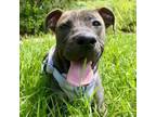 Adopt Simi a American Staffordshire Terrier, Mixed Breed