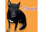 Adopt Maverick a German Shepherd Dog