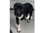 Adopt Cyclone a Labrador Retriever, Staffordshire Bull Terrier