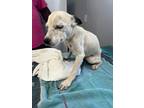 Adopt Frost a Terrier, Mixed Breed