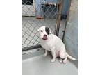 Adopt Snow a Terrier, Mixed Breed