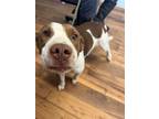 Adopt Lighting a Staffordshire Bull Terrier, Labrador Retriever