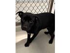 Adopt Thunder a Terrier, Mixed Breed