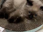 Ragdoll Males
