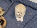 Persian Kittens