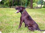 Ranger Danger, Terrier (unknown Type, Small) For Adoption In Cookeville