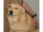 Comet, Terrier (unknown Type, Medium) For Adoption In Crescent, Oklahoma
