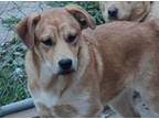 Prancer, Terrier (unknown Type, Medium) For Adoption In Crescent, Oklahoma