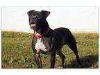 Revere, American Pit Bull Terrier For Adoption In Cookeville, Tennessee