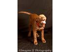 Zeus, American Pit Bull Terrier For Adoption In Crescent, Oklahoma