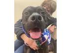 Anderson, American Pit Bull Terrier For Adoption In Philadelphia, Pennsylvania