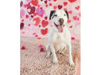 Hope Sindell, American Pit Bull Terrier For Adoption In Philadelphia