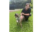 Midnight, American Pit Bull Terrier For Adoption In Philadelphia, Pennsylvania