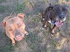 Bishop, American Pit Bull Terrier For Adoption In Milford, Connecticut