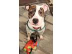 Royal, American Pit Bull Terrier For Adoption In Philadelphia, Pennsylvania
