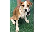 Neelix, Terrier (unknown Type, Medium) For Adoption In Crescent, Oklahoma