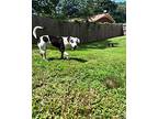 Lillian, Labrador Retriever For Adoption In Morrisville, North Carolina