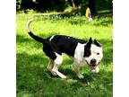 Major, American Pit Bull Terrier For Adoption In Nicholasville, Kentucky